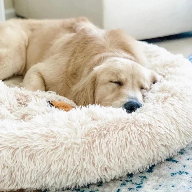 Donut Pet Bed - ObeyKart